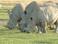 Время белых носорогов. Как я пришел к управлению продажами. Юность. Часть 1